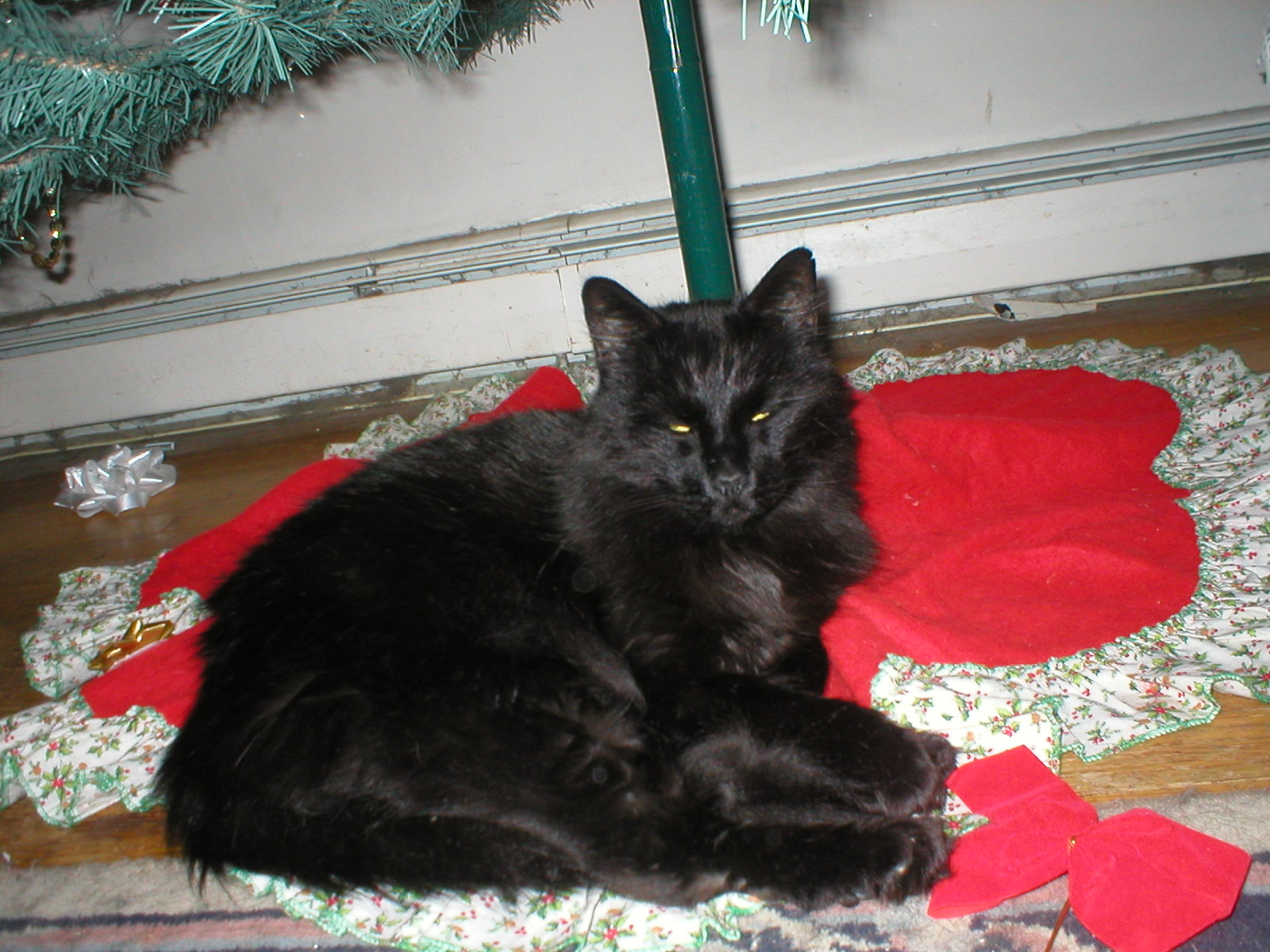 fluffy1.jpg
