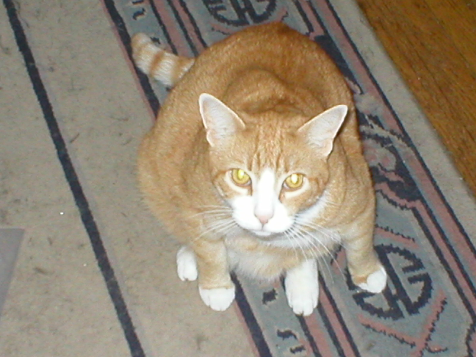 peewee1.jpg